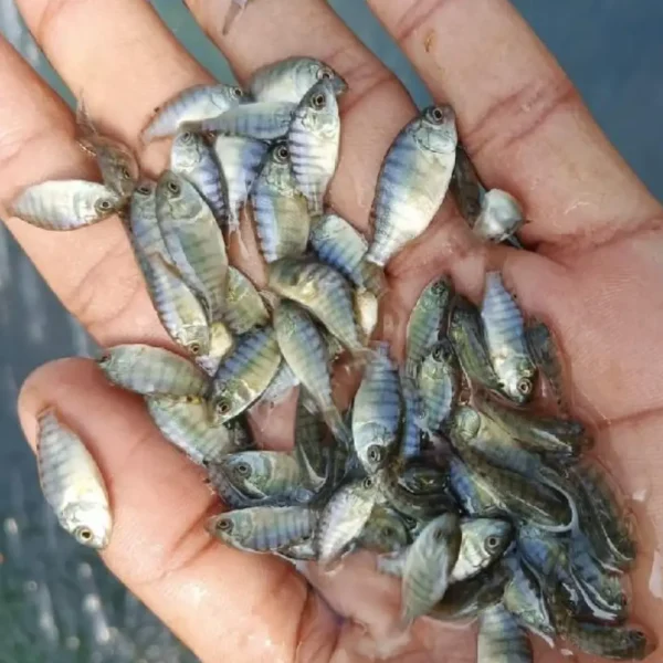 talapia seeds