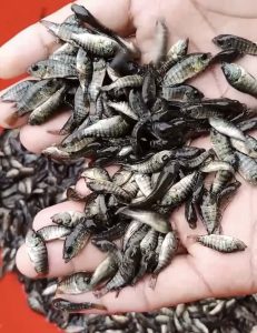 SA Tilapia SEEDS (বুকিং-২০২৭)
