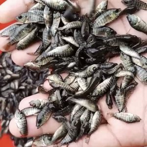 SA Tilapia SEEDS (বুকিং-২০২৭)