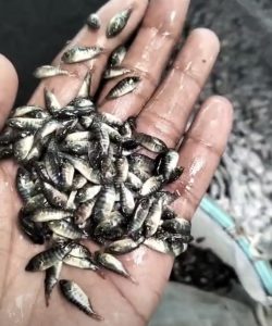 SA তেলাপিয়া পোনা (SA Monosex Tilapia) বুকিং-২০২৭